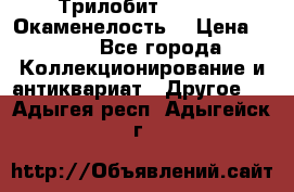 Трилобит Asaphus. Окаменелость. › Цена ­ 300 - Все города Коллекционирование и антиквариат » Другое   . Адыгея респ.,Адыгейск г.